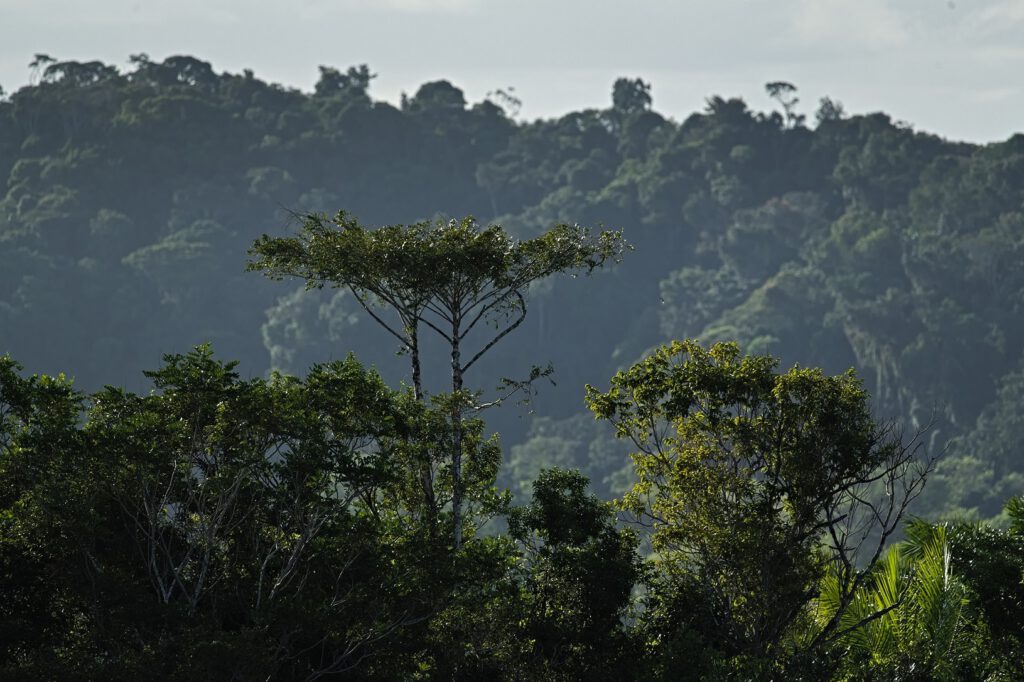 In den Tropen befinden sich die bedeutendsten Urwälder der Erde – die tropischen Regenwälder. Sie zeichnen sich durch ihren immergrünen Charakter und ihre hohe Biomasse aus. Tropische Regenwälder bestehen aus dichten Laubwaldgebieten, die von den Bodenschichten bis hin zu Baumkronen reichen und als „Stockwerkbau“ bezeichnet werden (Mata Atlantica / Bundesstaat Bahia, Brasilien) (AR 09/2023)