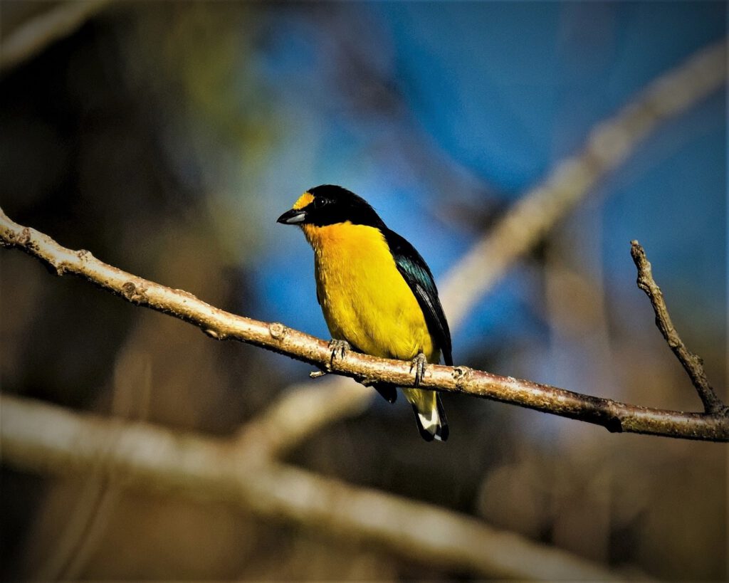 If one looks up information online about the Veilchenorganist (Euphonia violacea), not much more than the following information is available: specifically, that the organists (Euphonia) belong to the genus of neotropical songbirds within the finch family (Fringillidae) and, together with the five species of green organists (Chlorophonia), form the subfamily Euphoniinae. They inhabit grasslands and wooded areas in Central America, the Caribbean Islands, and South America. And they predominantly feed on fruits (on the way #mataatlantica AR 10/2023)