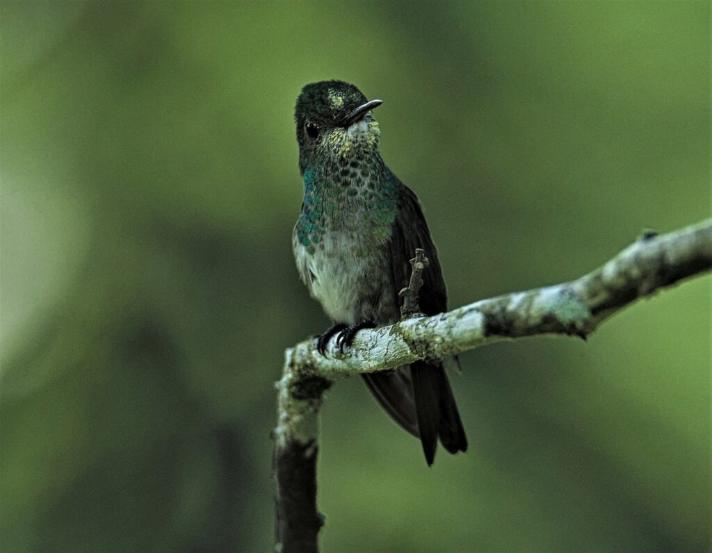 The White-throated Kingbird (Tyrannus albogularis) is a bird species belonging to the Tyrant Flycatcher family (Tyrannidae), which falls under the order of Passerines (Passeriformes). It is native to parts of North and Central America, preferring open forests, clearings, agricultural areas, and urban edges. With its predominantly gray upperparts, white throat and chest, and yellowish belly, it possesses a striking appearance. The White-throated Kingbird primarily feeds on insects, catching them in flight or plucking them from branches or wires. During courtship, it engages in impressive aerial maneuvers accompanied by loud calls (on the way #mataatlantica AR 10/2023)