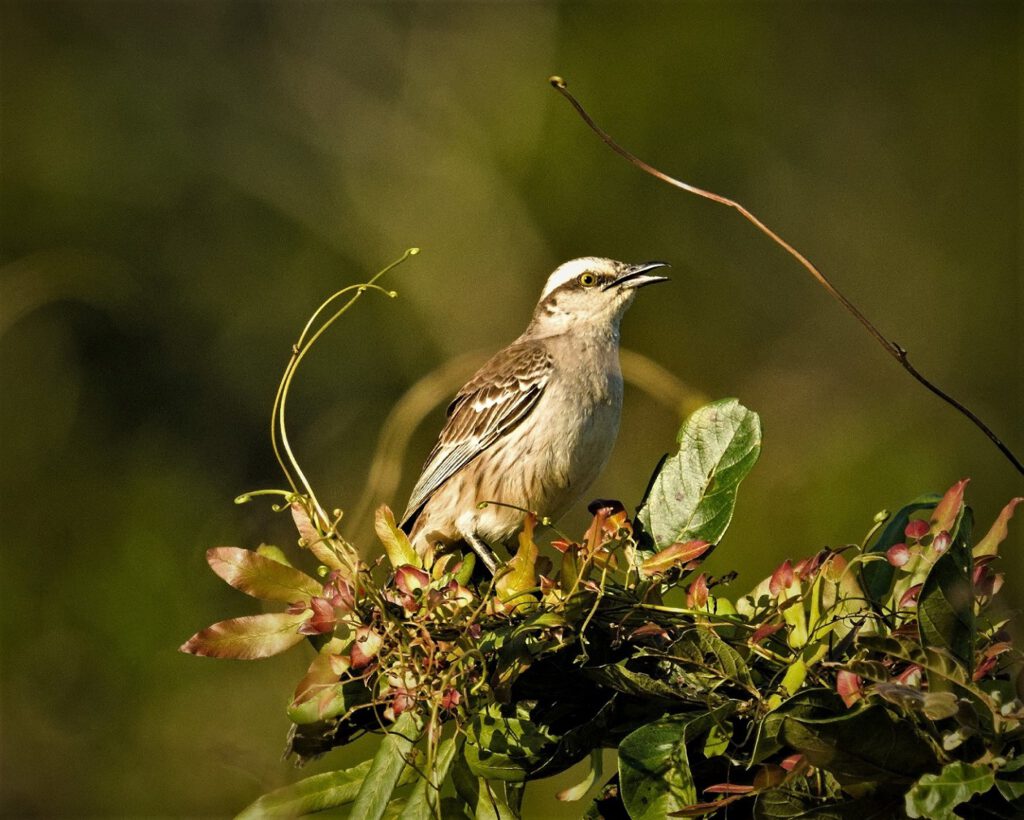 Die Camposspottdrossel (Mimus saturninus), auch bekannt als Weißkehlspottdrossel oder Chalk-browed Mockingbird in Englisch, ist eine Vogelart aus der Familie der Spottdrosseln (Mimidae), ihr Vorkommen konzentriert sich auf Südamerika. Das graubraune Gefieder, ein weißes Kehlband, weiße Augenbrauen, sowie ihr langer und leicht gegabelte Schwanz verleihen ihr ein auffälliges Erscheinungsbild. Diese Art von Spottdrosseln ist bekannt dafür, dass sie eine Vielzahl von Rufen der Vögel in ihrer Umgebung nachahmen können. Sie ernähren sich von Insekten, Früchten, Beeren, kleinen Wirbeltieren und Pflanzensamen, die sie buchstäblich in alle Winde streuen und somit zu ihrer Verbreitung beitragen (on the way #mataatlantica AR 09/2023)