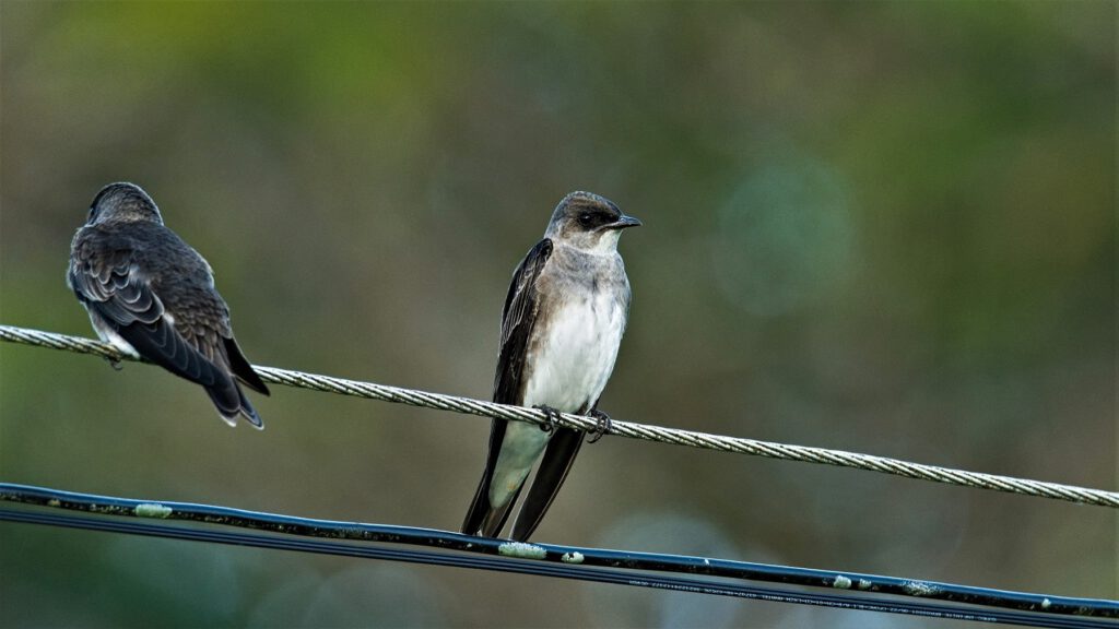 The Brown-chested Swallow (Hirundo simplex) is a species of swallow found in South America, such as Brazil, Bolivia, Paraguay, and Argentina. It primarily inhabits open landscapes and is commonly found near water sources like ponds, lakes, and rivers. Brown-chested swallows feed on insects that they catch in flight. They prefer to build their cup-shaped nests on elevated surfaces near water sources. Both parents are involved in raising the offspring (on the way #mataatlantica AR 09/2023)