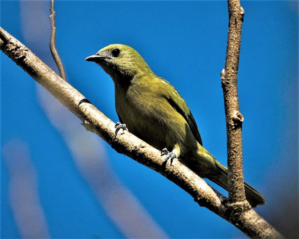 The Palmentangare (Cyanoloxia glaucocaerulea), also known as the Blue-crowned Tanager, belongs to the tanager family and is primarily found in the tropical forests and wetlands of South America. According to information from scientific sources, this beautiful Palmentangare is a female, as the males are known for their striking appearance and possess brightly blue-colored head coverings. They are often encountered in groups and feed on fruits and insects. Their song is melodic and full of variations (on the way #mataatlantica AR 09/2023)