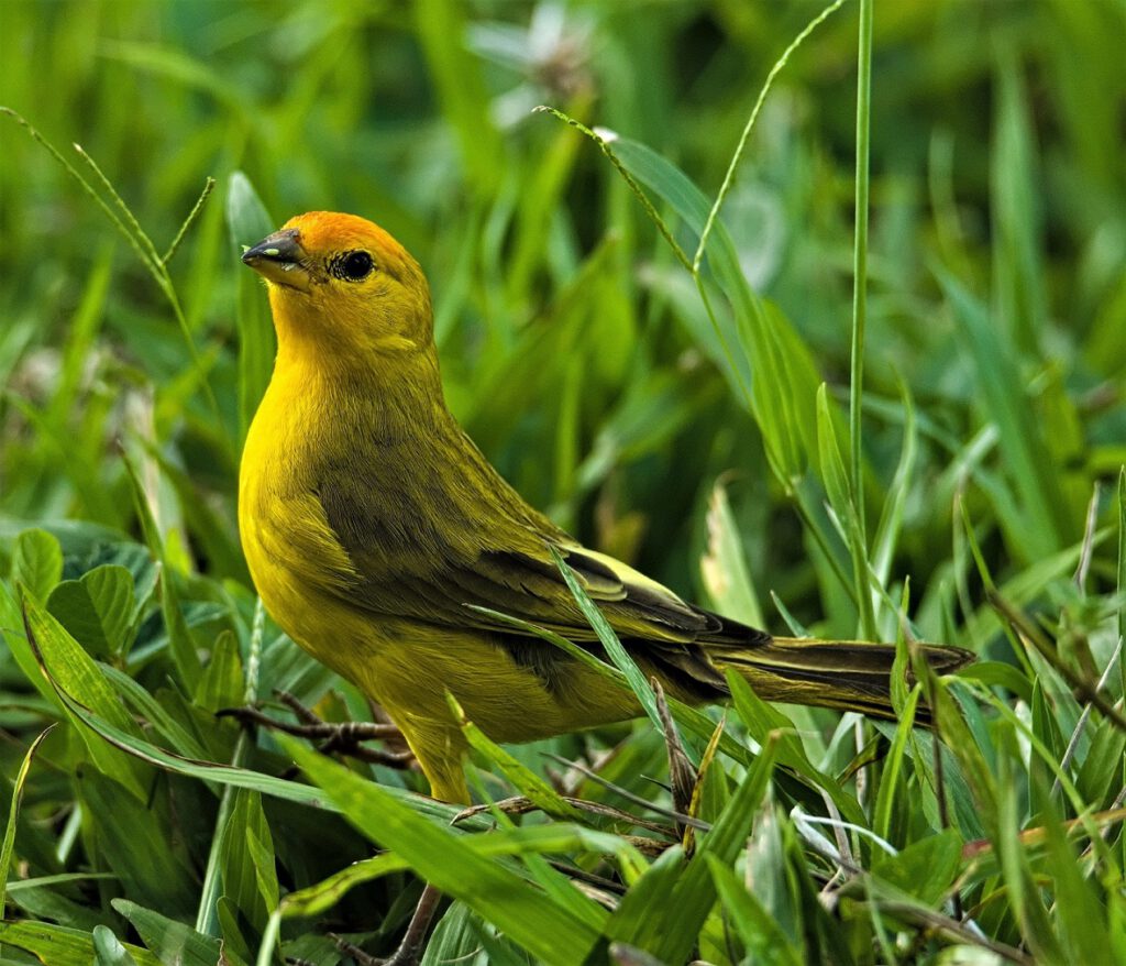 Die Safranammer (Sicalis flaveola) ist auch als Gelbkopfammer bekannt. Sie ist in Südamerika zuhause, wo sie in Graslandschaften, landwirtschaftlichen Flächen und Gärten aufzufinden ist. Die Männchen haben ein markant gelbes Gefieder am Kopf und an der Kehle, der Rest ist überwiegend olivgrün. Die Weibchen sind weniger auffällig und haben ein eher bräunliches Gefieder. Safranammern sind oft in Gruppen anzutreffen und ernähren sich von Samen, Früchten und Insekten. Die Safranammer ist ein lebhafter Vogel, deren Gesang vom Menschen als angenehm empfunden wird (on the way #mataatlantica AR 10/2023)