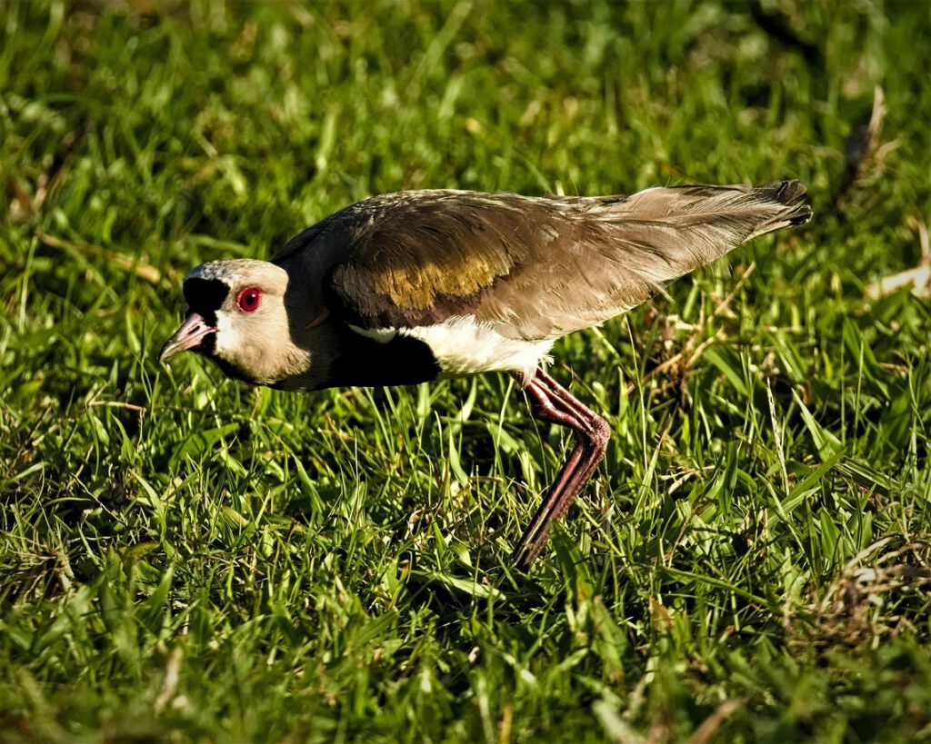 The Southern Lapwing (Vanellus chilensis), also known as Chilean Lapwing or Vanellus chilensis, is a bird species belonging to the plover and lapwing family (Charadriidae). Its distribution ranges from Central Chile and Argentina to Bolivia, Paraguay, and Uruguay. The Chilean Lapwing prefers habitats like grasslands, wetlands, riverbanks, and agricultural areas, and it is often found in proximity to bodies of water. It is a medium-sized bird with striking bronzed upperparts that shimmer in the sun and a white belly. Notable features include its long, pointed wings and the black-and-white head with a crest of feathers on the forehead. It is known for its loud calls and acrobatic flight behavior, often involving characteristic zigzag patterns with its wings. It is territorial and can be aggressive when defending its territory. Its diet primarily consists of insects, worms, and other small invertebrates found in the ground. During the breeding season in spring, the female lays two to four eggs in a shallow depression in the ground, which may be lined with stones or plant materials, and both parent birds take turns incubating the eggs. The Southern Lapwing is considered threatened in some parts of its range, primarily due to habitat loss and human disturbance (on the way #mataatlantica AR 09/2023)