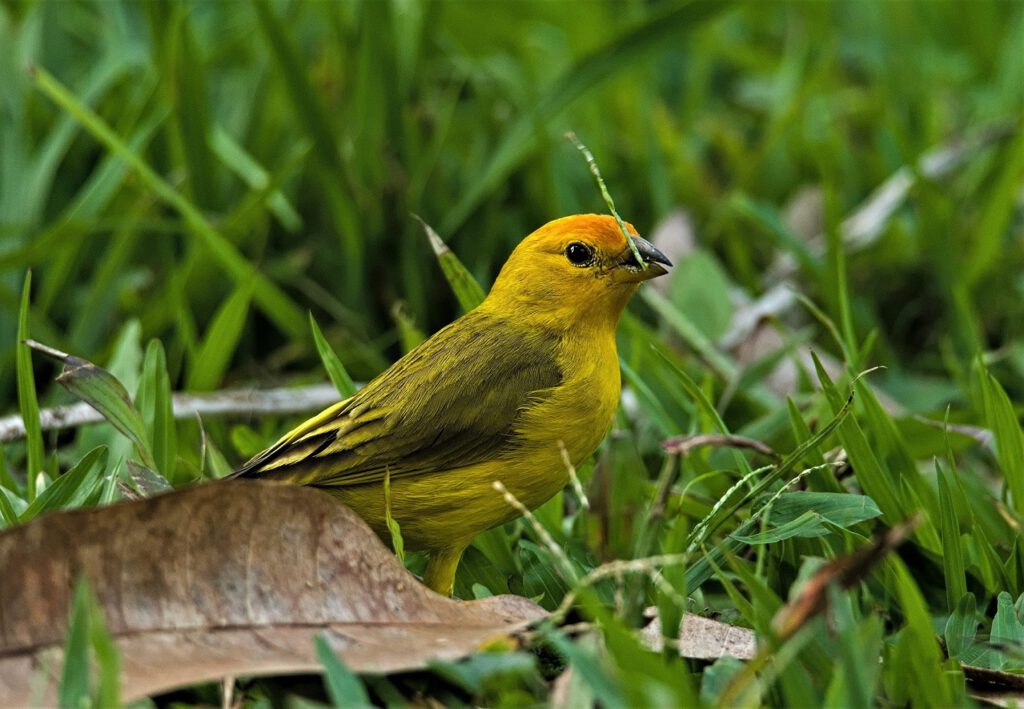 The Safranammer (Sicalis flaveola) is also known as the Saffron Finch. It is native to South America, where it can be found in grasslands, agricultural areas, and gardens. The males have a distinctive yellow plumage on the head and throat, while the rest is predominantly olive green. Females are less conspicuous and have a more brownish plumage. Saffron Finches are often found in groups and feed on seeds, fruits, and insects. They are lively birds, and their song is perceived as pleasant by humans (on the way #mataatlantica AR 10/2023)