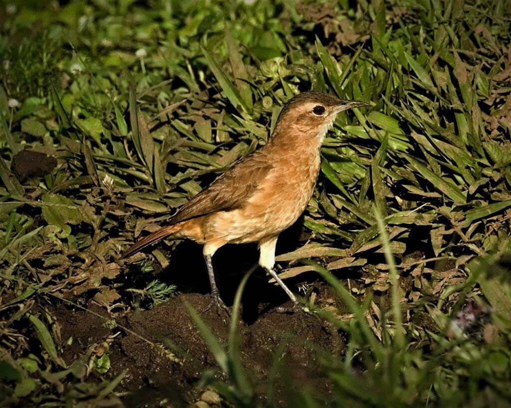 The Rufous Hornero (Furnarius rufus), also known as Rosttöpfer, is widely distributed in South America, where it prefers open landscapes such as meadows and agricultural areas. It is a skilled builder, constructing sturdy, oval nests that resemble small pots and can withstand multiple breeding seasons. This makes its nesting site appealing to other bird species. This delicate bird is territorial and aggressively defends its nest against intruders. It is diurnal and primarily feeds on insects found on the ground (on the way #mataatlantica AR 09/2023)