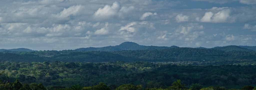 Tropischer Regenwald (Mata Atlantica / Bundesstaat Bahia, Brasilien) (AR 09/2023)