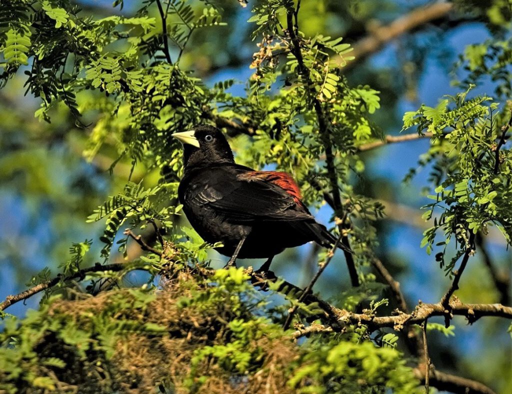 The Red-rumped Cacique (Cacicus haemorrhous) is a bird species belonging to the family Icteridae and the genus Cacicus. Native to South America, it can be found in both tropical and subtropical forests, as well as in open areas, gardens, and agricultural lands. The Red-rumped Cacique is easily identifiable with its striking features, including a robust yellow beak, black plumage, and orange to red feathers on the rump. During the breeding season, males use loud calls and conspicuous flight maneuvers to attract females, and they often gather in groups. Their diet includes fruits, insects, and small vertebrates. The Cacique plays a crucial ecological role by eating fruits and subsequently depositing seeds in various locations, contributing to the dispersal of plants in its habitat (on the way #mataatlantica AR 09/2023)