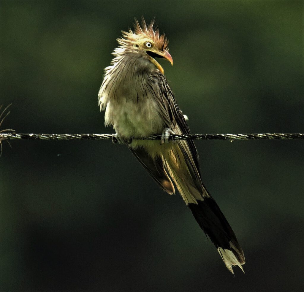 Dieser schöne, vom Regen zerzauste Guirakuckuck, auch als "Piaya cayana" bekannt, gehört zur Familie der Kuckucke (Cuculidae). Er ist ein mittelgroßer Vogel mit einem auffälligen langen Schwanz und einer kräftigen Schnabelform. Die Oberseite ist grau, sein Bauch weiß und einen markanten schwarzen Streifen hinter den Augen. Er steht stellvertretend für eine Kuckucksart, die in weiten Teilen des südlichen Nordamerikas und in großen Teilen Südamerikas verbreitet ist. Sie bewohnt eine Vielzahl von Lebensräumen, von Wäldern bis hin zu Gärten und offenen Landschaften. Guirakuckucke sind oft Einzelgänger, können aber auch gesellig sein und ernähren sich von Insekten, kleinen Wirbeltieren und Früchten. Ihr charakteristischer Ruf, ein lautes "Guira guira," ist in vielen Regionen gut zu hören. Diese Vögel sind Brutparasiten, was bedeutet, dass sie ihre Eier in die Nester anderer Vogelarten legen, die dann die Guirakuckuck-Küken großziehen. Dieses Verhalten ähnelt dem anderer Kuckucke. Sie sind auch dafür bekannt, andere Vögel zu jagen und deren Nester zu plündern. Bundesstaat Bahia, Brasilien (on the way #mataatlantica AR 09/2023)