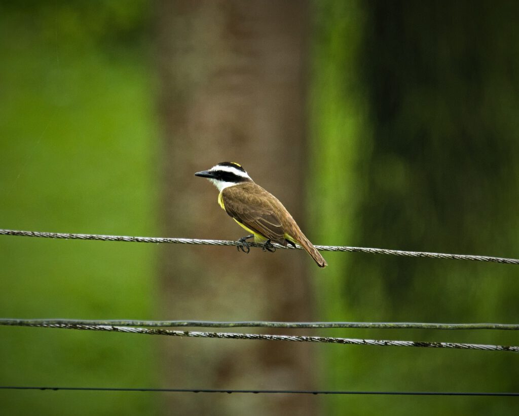 The Great Kiskadee (Pitangus sulphuratus) is widespread in North America, Central America, and South America, where it is found in open landscapes. It is named after its facial mask, which is made up of bright yellow feathers. Its diet includes insects, small vertebrates, fruits, and occasionally carrion. It constructs its nests at lofty heights, and they are large and visible in all directions (on the way #mataatlantica AR 09/2023)