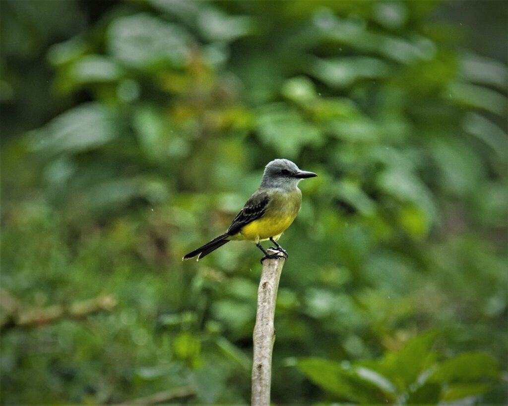 The White-throated Kingbird (Tyrannus albogularis) is a bird species belonging to the Tyrant Flycatcher family (Tyrannidae), which falls under the order of Passerines (Passeriformes). It is native to parts of North and Central America, preferring open forests, clearings, agricultural areas, and urban edges. With its predominantly gray upperparts, white throat and chest, and yellowish belly, it possesses a striking appearance. The White-throated Kingbird primarily feeds on insects, catching them in flight or plucking them from branches or wires. During courtship, it engages in impressive aerial maneuvers accompanied by loud calls (on the way #mataatlantica AR 09/2023)