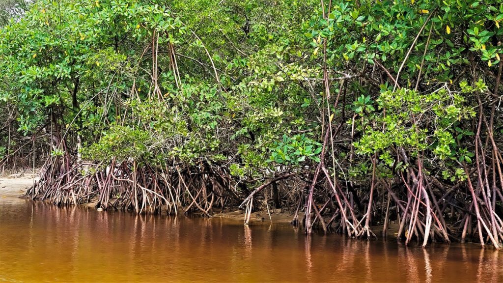 Mangroven sind spezialisierte Bäume und Pflanzen, die in salzigen Küstenbereichen gedeihen können und wichtige Lebensräume für viele Tierarten, darunter Fische, Vögel und Krebstiere bieten. Mangroven schützen die Küstenregionen in denen sie wachsen, sie verhindern Erosion und mildern Sturmfluten ab, verbessern die Wasserqualität und binden Kohlenstoff (AR 09/2023)