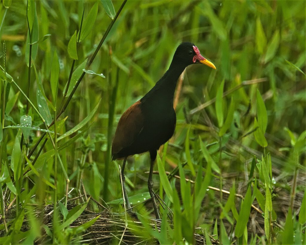 Jacanas (Purple Gallinules) are widespread in the tropical and subtropical regions of the Americas, where they primarily inhabit flooded areas and marshlands, especially when covered with abundant aquatic plants. Long toes and claws enable them to move on floating plants – even juveniles master this art of locomotion. During flight, the beautiful coloring of their wings in light green and yellow becomes apparent, and they possess a vivid yellow spur at the wing base, which is used for defense. Jacanas typically feed on insects and other invertebrates, rarely on seeds and grains. One curiosity is that they construct their nests well-hidden among water plants using parts of aquatic vegetation directly on the water surface. It may occur that females lay their eggs in multiple nests. This doesn't bother them because males are responsible for incubation and caring for the young. The chicks are "precocial" and leave the nest as soon as they can walk, though they don't move far. When warned by parents of danger, they submerge, leaving only their bills above the water for breathing. In the Pantanal, one of the largest wetlands on our planet, many of them assume this posture and fall prey to the Anaconda (on the way #mataatlantica AR 09/2023)
