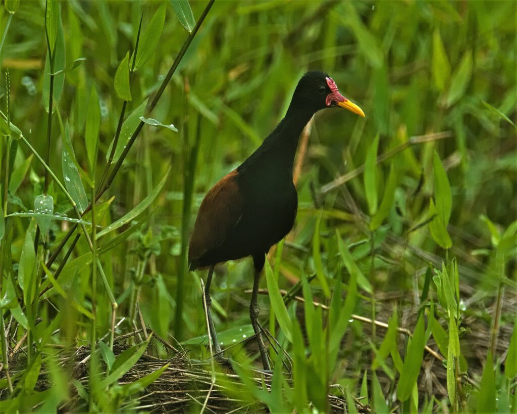 Jacanas (Rotstirn-Blatthühnchen) sind in den tropischen und subtropischen Regionen Amerikas verbreitet, wo sie hauptsächlich überschwemmte Areale und Sumpfgebieten bewohnen, wenn diese von vielen Wasserpflanzen bedeckt sind. Lange Zehen und Krallen ermöglichen ihnen die Fortbewegung auf schwimmenden Pflanzen – auch Jungvögel beherrschen diese Kunst der Fortbewegung. Während des Fluges zeigt sich die schöne Färbung der Flügel in hellem Grün und Gelb, am Flügelansatz besitzen sie einen grell gelben Sporn, der zur Verteidigung benutzt wird. Jacanas ernähren sich in der Regel von Insekten und anderen Wirbellosen, nur selten von Samen und Körnern. Zu den Kuriositäten gehört, dass sie ihre Nester gut versteckt zwischen Wasserpflanzen aus Teilen von Wasserpflanzen direkt auf der Wasseroberfläche bauen. Es kann vorkommen, dass die Weibchen ihre Eier in mehrere Nester legen. Das kümmert sie nicht, denn fürs Brüten und Jungen versorgen sind die Männchen zuständig. Die Jungen sind „Nestflüchter“ und verlassen das Nest so bald sie laufen können, entfernen sich aber nicht. Werden sie von den Eltern vor einer Gefahr gewarnt, tauchen sie ab und nur der Schnabel schaut aus dem Wasser, durch den sie dann atmen. Im Pantanal, einem der größten Feuchtgebiete unserer Erde werden viele von Ihnen in dieser Haltung durch die Sucurí (Anaconda) erbeutet (on the way #mataatlantica AR 09/2023)