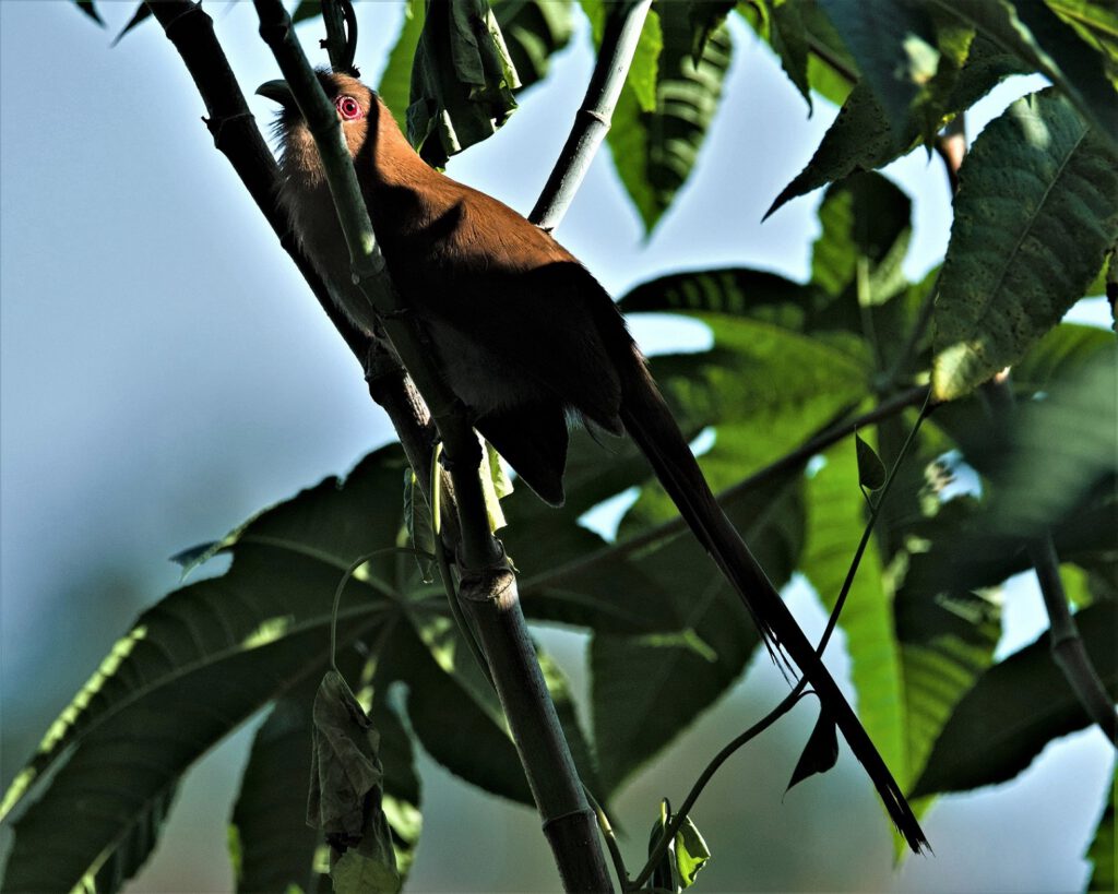 Der Eichhörnchenkuckuck (Piaya cayana), ist eine Vogelart aus der Familie der Kuckucke (Cuculidae), er ist in weiten Teilen Süd- und Mittelamerikas beheimatet. Allgemein wird berichtet, dass der Piaya cayana eher unscheinbar aussieht, mir persönlich jedoch sind seine schönen Augen und die langen Schwanzfedern sofort aufgefallen. Je näher ich an ihn herangekommen bin, desto mehr hat er versucht, sich zwischen den Ästen zu verstecken. Ähnlich wie andere Kuckucksarten hat er keine feste Brutzeit, sondern richtet sich nach anderen Vogelarten, denen er seine Eier ins Nest legt. Für sein Verhalten des Brutparasitismus wird er von manchen Menschen als Schädling angesehen. Ich bin mir ziemlich sicher, dass auch er insgesamt eine wichtige ökologische Funktion in seinem Lebensraum erfüllt (on the way #mataatlantica AR 10/2023)