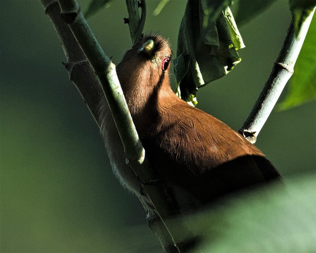 The Squirrel Cuckoo (Piaya cayana) is a bird species belonging to the cuckoo family (Cuculidae), and it is native to large parts of South and Central America. Generally reported to have an inconspicuous appearance, I personally noticed its beautiful eyes and long tail feathers immediately. The closer I approached, the more it tried to hide among the branches. Similar to other cuckoo species, it does not have a fixed breeding season but rather relies on other bird species, into whose nests it lays its eggs. Some people consider its behavior of brood parasitism as detrimental. However, I am quite certain that, overall, it fulfills an important ecological function in its habitat (on the way #mataatlantica AR 10/2023)