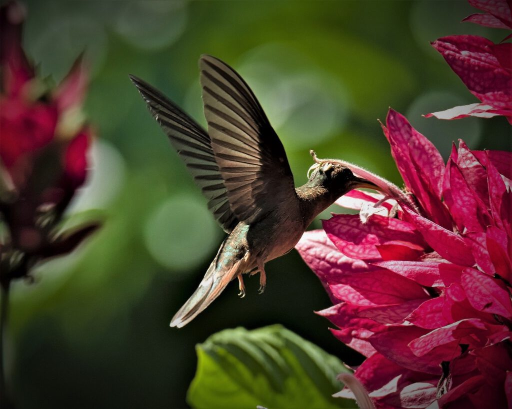 Der Braunbauch-Brillantkolibri (Heliodoxa rubinoides) gehört zur Familie der Kolibris (Trochilidae). Sein Verbreitungsgebiet sind die östlichen Anden von Venezuela bis ins westliche Brasilien. In Bergwäldern, Waldrändern und der Sekundärvegetation fühlt er sich zu Hause. Die Männchen zeichnen sich durch ihre leuchtend grünen Federn und einen auffälligen braunen Bauch aus. Auf der Kehle haben sie einen glitzernden blauen Fleck, der den Namen "Brillantkolibri" erklärt. Die Weibchen sind meist weniger farbenfroh und haben ein grünliches Gefieder. Wie alle Kolibris ist auch diese Art für ihre schnellen Flugmanöver und die Fähigkeit zum Schweben in der Luft bekannt. Sie ernähren sich von Nektar aus Blumen und fangen Insekten, um ihren Proteinbedarf zu decken. Brillantkolibris sind territorial und verteidigen ihr Revier aggressiv gegenüber anderen Männchen. Vor dem Akt der Fortpflanzung erfolgen Balzflüge und Gesänge, parallel dazu baut das Weibchen ein kleines Nest in einen Baum, wo sie später ihre Eier ablegt und die Jungen aufzieht. Auch wenn Braunbauch-Brillantkolibris derzeit als "nicht gefährdet" (Stand September 2023) gelten, so sind diese wunderbaren Vögel insgesamt durch Lebensraumverlust und die Zerstörung ihrer natürlichen Umgebung bedroht (on the way #mataatlantica AR 09/2023)