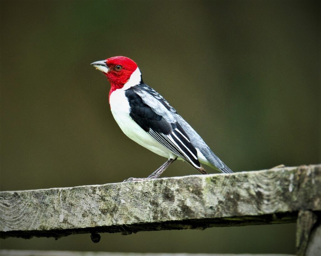 The Dominican Cardinal (Paroaria dominicana) belongs to the finch family and is an endemic species in Brazil. It is predominantly found in the rainforests, where it feeds on fruits and insects it finds in the trees. Its beautiful appearance has made it a commodity, with many of them ending up as caged birds. Illegal trade has made the cardinal bird an endangered species today (Mata Atlantica / State of Bahia, Brazil) (AR 09/2023)