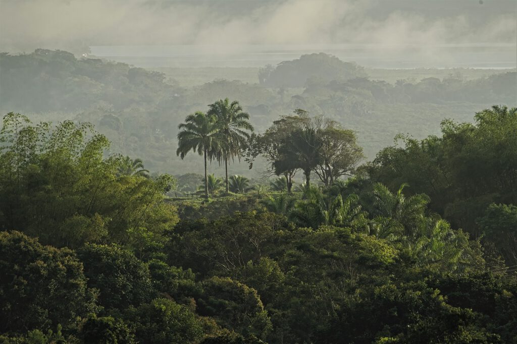 Früh morgens unterwegs im Atlantischen Regenwald / Bundesstaat Bahia, Brasilien (on the way #mataatlantica AR 09/2023)