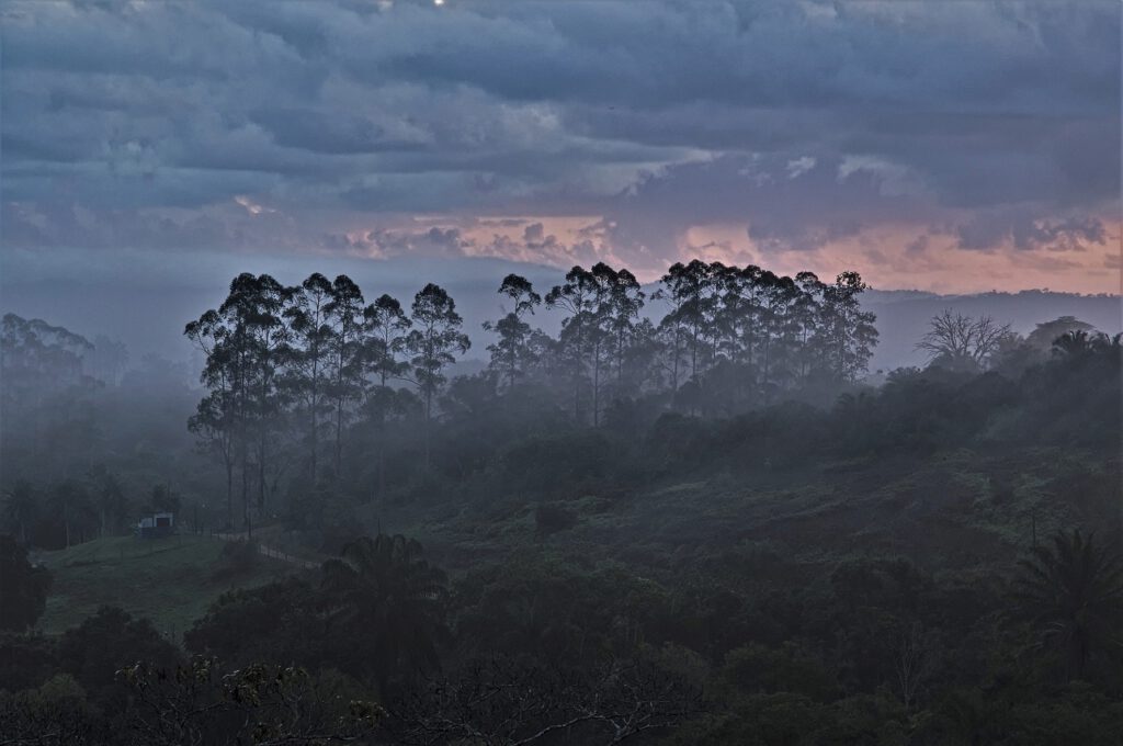 Früh morgens unterwegs im Atlantischen Regenwald / Bundesstaat Bahia, Brasilien (on the way #mataatlantica AR 09/2023)