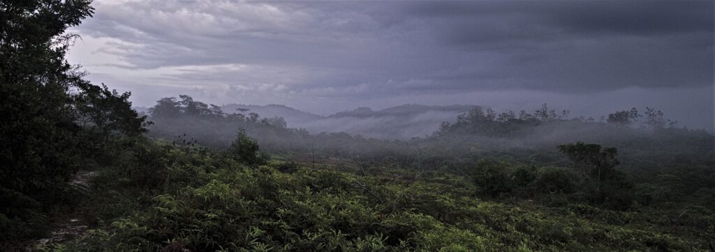 Auf diesem Bild ist ein feiner Wassernebel zu sehen, der sich zwischen den Baumkronen gebildet hat. Er entsteht durch Verdunstung von Wasser auf der Erdoberfläche und die Transpiration der Pflanzen. Begünstigt wird dieser Prozeß durch hohe Temperatur und intensive Sonneneinstrahlung. Das Aufeinandertreffen verschiedener Faktoren, wie z.B. äquatoriale Lage, Luftdruck, Luftfeuchtigkeit und dem Wasserdampftransportsystem von Ozeanen, führen zu einem Wasserkreislauf, bei dem die Feuchtigkeit kontinuierlich aus den tropischen Regenwäldern verdunstet, in die Atmosphäre zurückkehrt und somit das Klima regional und global positiv beeinflußt (on the way #mataatlantica AR 09/2023)