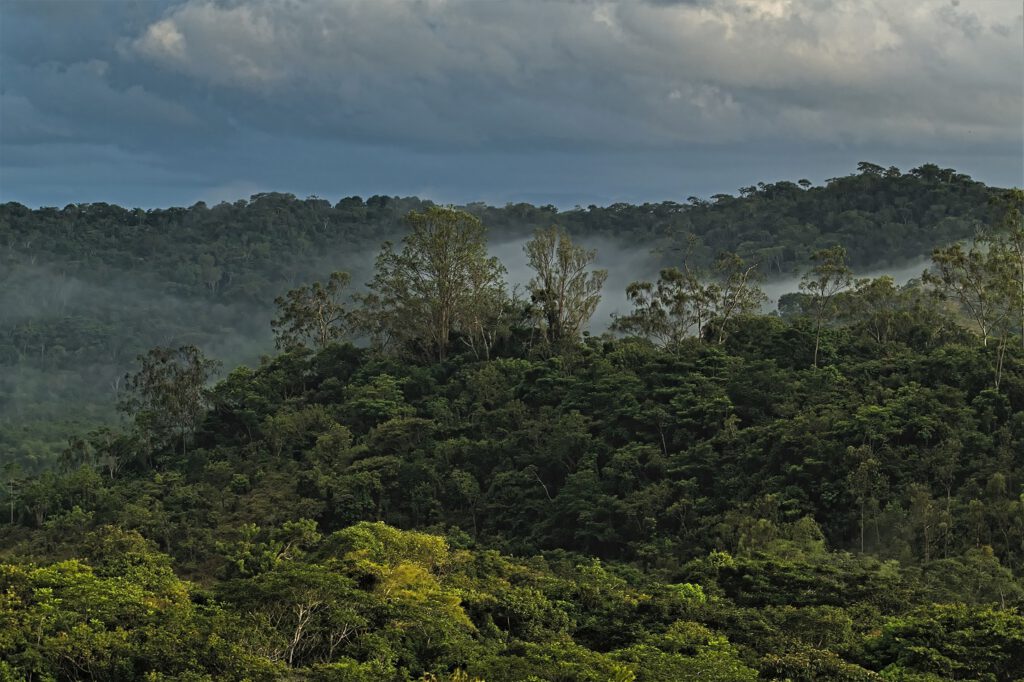 Auf diesem Bild ist ein feiner Wassernebel zu sehen, der sich zwischen den Baumkronen gebildet hat. Er entsteht durch Verdunstung von Wasser auf der Erdoberfläche und die Transpiration der Pflanzen. Begünstigt wird dieser Prozeß durch hohe Temperatur und intensive Sonneneinstrahlung. Das Aufeinandertreffen verschiedener Faktoren, wie z.B. äquatoriale Lage, Luftdruck, Luftfeuchtigkeit und dem Wasserdampftransportsystem von Ozeanen, führen zu einem Wasserkreislauf, bei dem die Feuchtigkeit kontinuierlich aus den tropischen Regenwäldern verdunstet, in die Atmosphäre zurückkehrt und somit das Klima regional und global positiv beeinflußt (on the way #mataatlantica AR 09/2023)