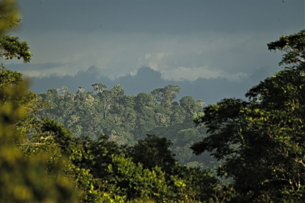 Früh morgens unterwegs im Atlantischen Regenwald / Bundesstaat Bahia, Brasilien (on the way #mataatlantica AR 09/2023)