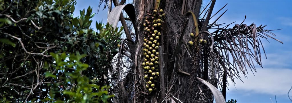 Die Dendê-Frucht stammt von der Dendezeiro-Palme (Elaeis guineensis). Ihr Ursprung liegt in Aftika, sie wurde jedoch in vielen tropischen Regionen eingeführt, einschließlich Brasilien. Aus dem Fruchtfleisch der Dendê-Frucht wird Dendeöl, auch als Palmöl bekannt, gewonnen. Es ist ein vielseitiges Pflanzenöl, das in der Lebensmittelindustrie, in der Kosmetikindustrie und als Bioenergiequelle verwendet wird. Etwa jedes zweite Supermarktprodukt enthält Palmöl. Es findet sich in Nutella & Co., Tütensuppen, Cremes, Waschmitteln, Lippenstift und Keksen - und natürlich im Biosprit. Beim Griff ins Supermarktregal und beim Tanken entscheiden wir auch über das Schicksal bedrohter Arten wie Orang-Utan oder Tiger - und des Regenwaldes. Mittlerweile erstreckt sich der Anbau weltweit auf eine Fläche von etwa 19 Millionen Hektar, rund um den Äquator in artenreichen Regionen, wie Indonesien und Malaysia. Für neue Plantagen werden weiterhin zahlreiche Hektar Regenwald gerodet. Mit der global steigenden Nachfrage wachsen auch die ökologischen und sozialen Probleme. (10/2020_Quelle: www.wwf.de)