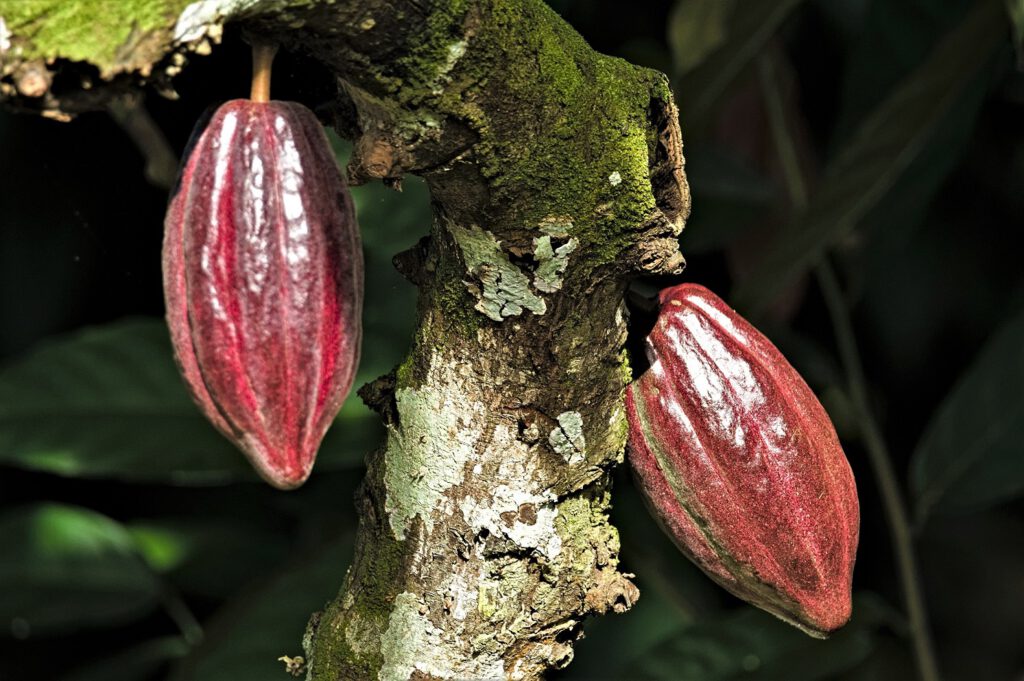 Kakaofrüchte im Bundesstaat Bahia, Brasilien (AR 10/2023)
