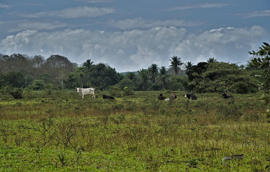 Brasilien zählt gemeinsam mit Australien und den USA zu den größten Exporteuren von Rindfleisch. Für die extensive Weidehaltung von Rindern wird in Brasilien ein beträchtlicher Teil des tropischen Regenwaldes gerodet. Darüber hinaus werden große Flächen des Regenwaldes auch für den Anbau von Futtermitteln wie Soja abgeholzt, das wiederum als Futter für Nutztiere, einschließlich Rinder, verwendet wird. Dies geschieht, um der steigenden Nachfrage nach Fleischprodukten gerecht zu werden, insbesondere in Ländern wie Deutschland, wo der Fleischkonsum hoch ist. (Bundesstaat Bahia, Brasilien) (AR 09/2023)