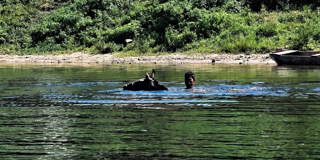 Immer wieder Sonntags - werden die Pferde zum gemeinsamen Baden von der Weide geholt (Taboquinhas, Bundesstaat Bahia, Brasilien) (AR 10/2023)