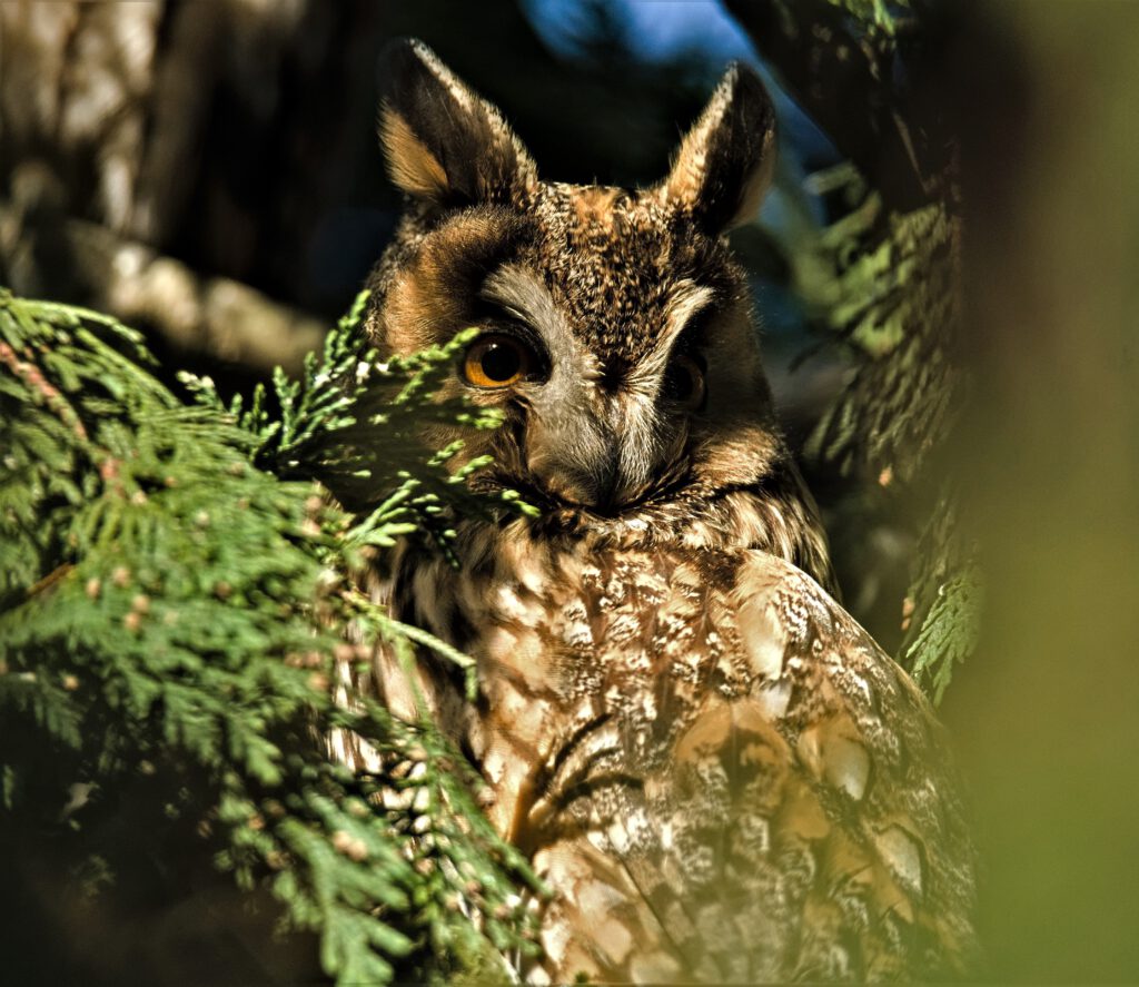 Waldohreule (Asio otus) in einem Nadelgehölz nahe dem Tempelhofer Feld (Berlin-Neukölln) (AR 02/2024)