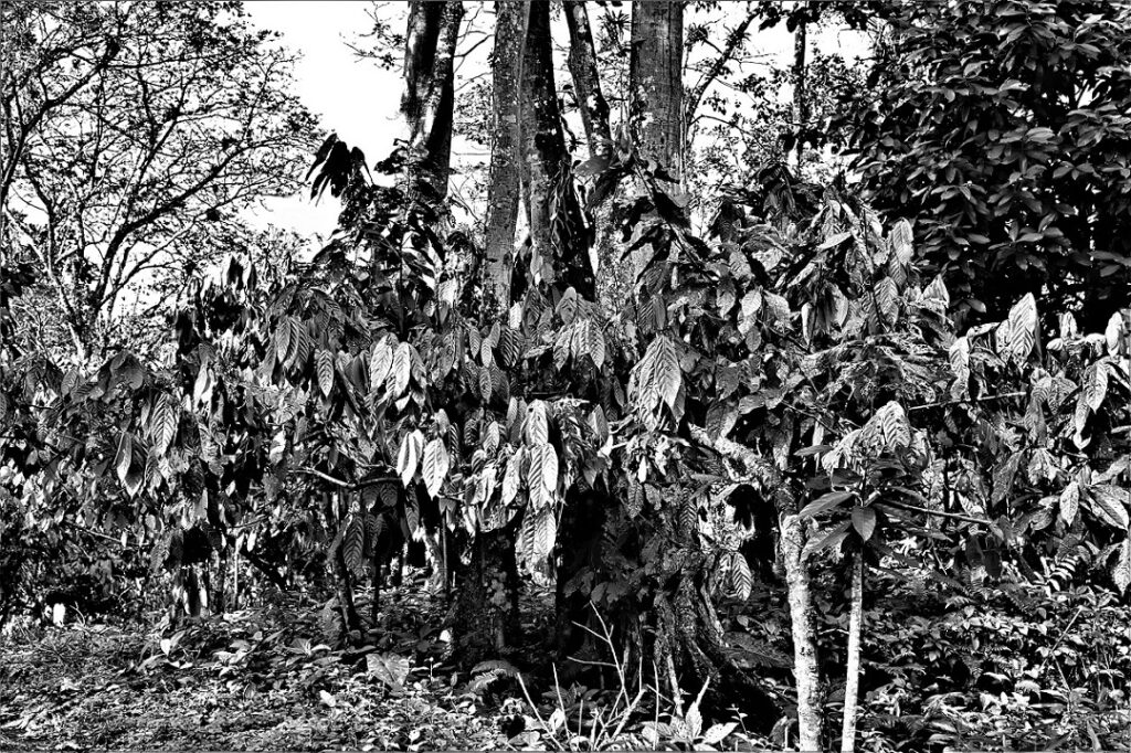 "Cabruca" - im Vordergrund sind Kakaobäume (Theobroma cacao) zu sehen (Bundesstaat Bahia, Brasilien) (AR 10/2023)
