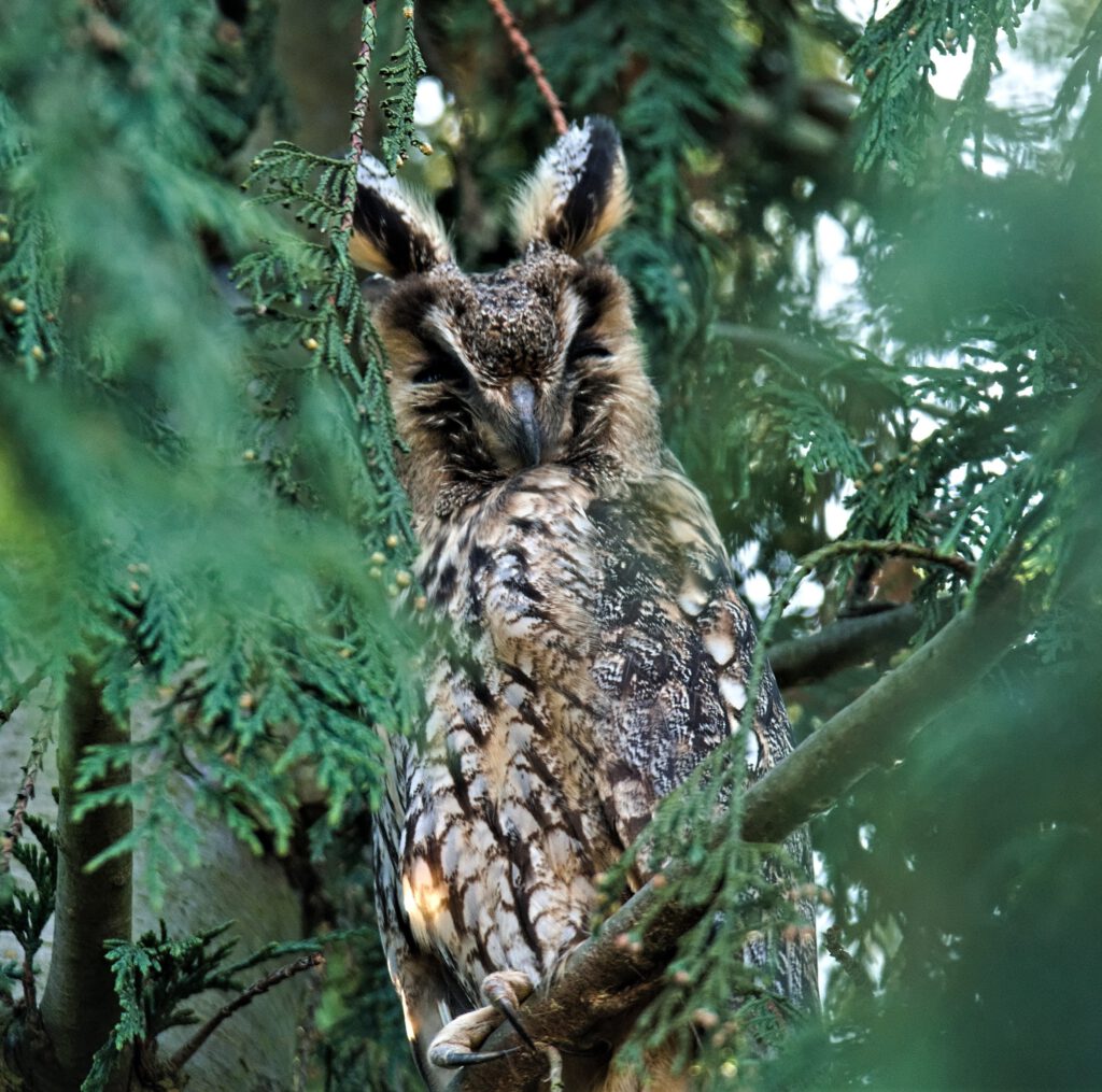 Schläfrige Waldohreule (Asio otus) in einem Nadelgehölz nahe dem Tempelhofer Feld (Berlin-Neukölln) (AR 02/2024)