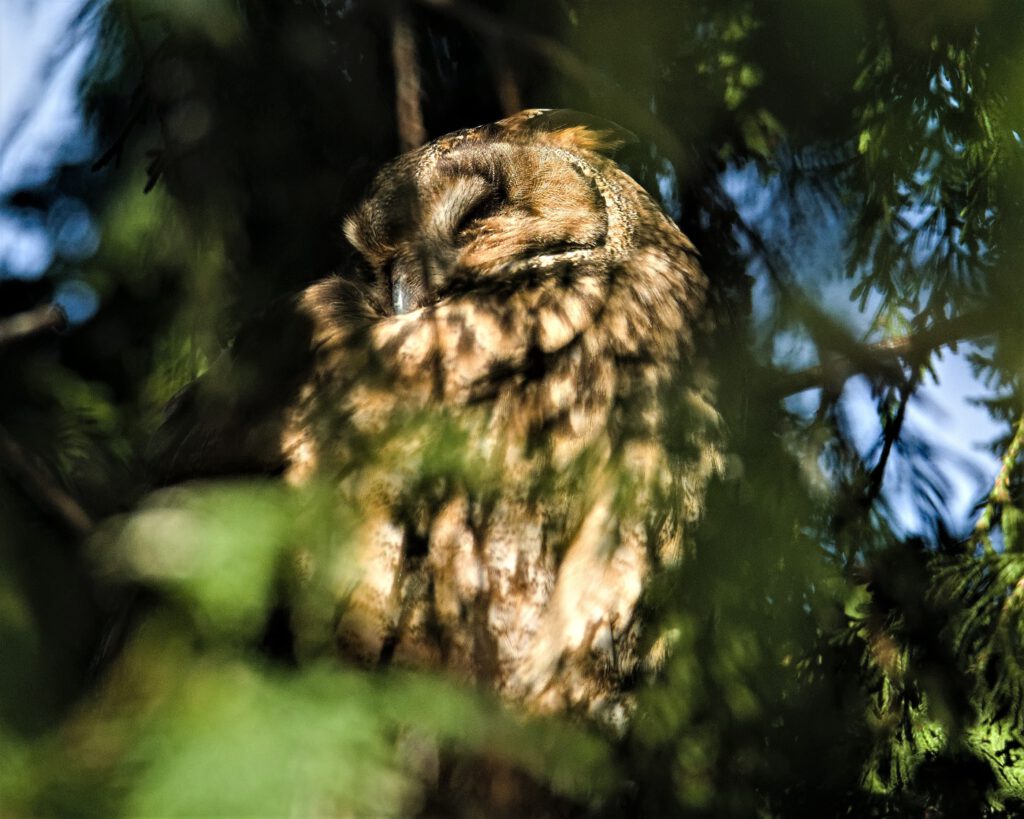 Schläfrige Waldohreule (Asio otus) in einem Nadelgehölz nahe dem Tempelhofer Feld (Berlin-Neukölln) (AR 02/2024)