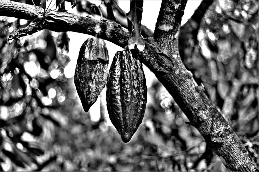 "Cabruca" - Kakaofrüchte an einem Kakaobaum (Theobroma cacao) (Bundesstaat Bahia, Brasilien) (AR 10/2023)