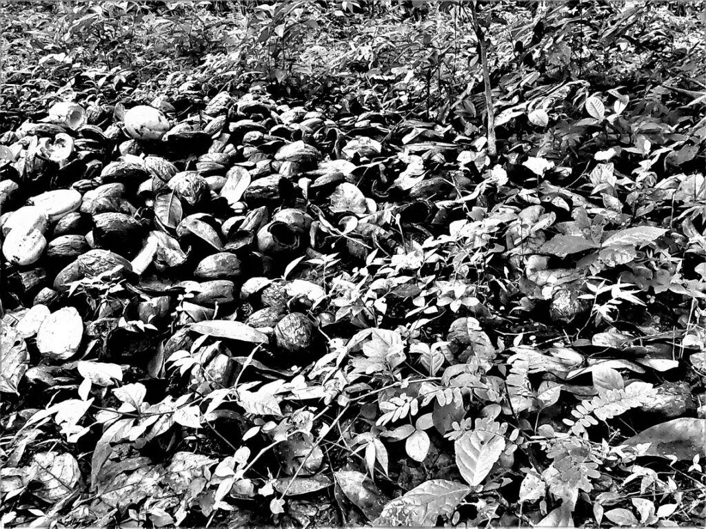 "Cabruca" - leere Kakaoschalen, nachdem die Frucht herausgenommen wurde (Bundesstaat Bahia, Brasilien) (AR 10/2023)