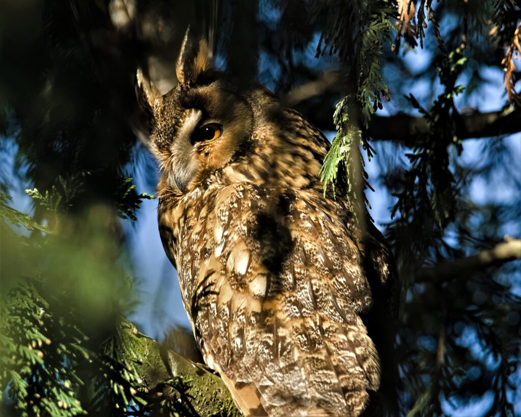 Waldohreule (Asio otus) in einem Nadelgehölz nahe dem Tempelhofer Feld (Berlin-Neukölln) (AR 02/2024)