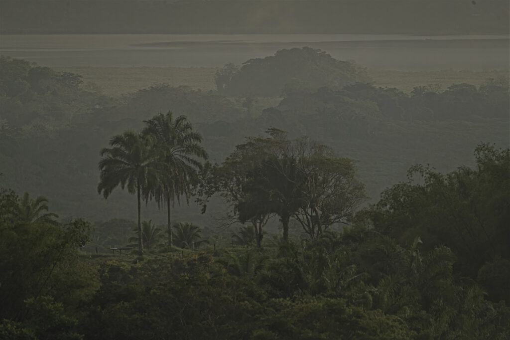 Einst erstreckte sich der Atlantische Küstenregenwald flächendeckend über eine Fläche von etwa 130.000.000 Hektar entlang der gesamten Ostküste Brasiliens. Allerdings wurde er aufgrund seiner guten Zugänglichkeit von der Atlantikküste aus zum Opfer von Zerstörung und Ausbeutung, die mit der Entdeckung Brasiliens durch die Europäer um 1500 begann. Sowohl der Regenwald, als auch seine indigene Bevölkerung wurden stark beeinträchtigt. Das Brasilholz, welches in dieser Region gefunden wurde, diente als Namensgeber für das neu erschlossene Land (Terra Brasilis) (Bundesstaat Bahia, Brasilien) (AR 09/2023)