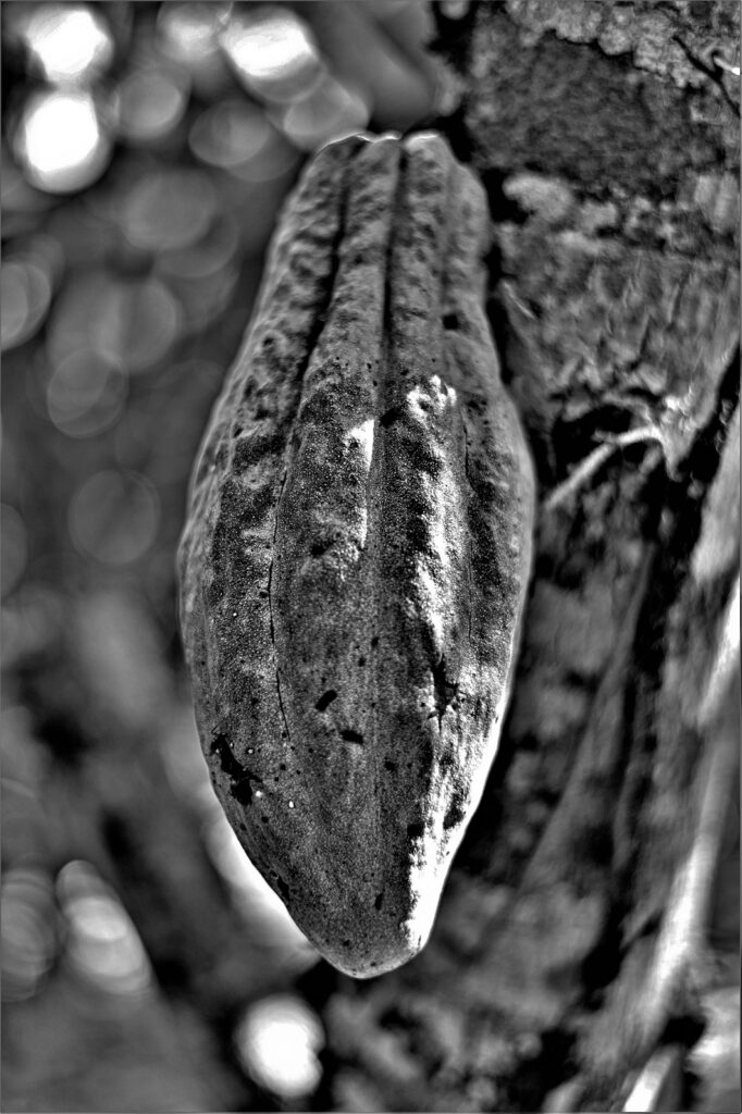 "Cabruca" - eine Kakaofrucht an einem Kakaobaum (Theobroma cacao) (Bundesstaat Bahia, Brasilien) (AR 10/2023)