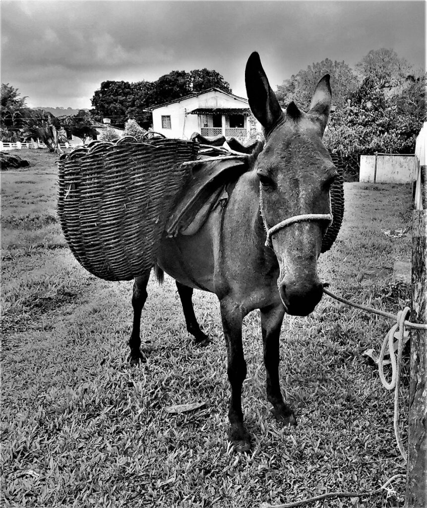 "Cabruca" - Burro bedeutet Esel. Ein hochgeschätzter und wertvoller Mitarbeiter in der Cabruca. Burros sind stark und widerstandsfähig, was sie zu einem effizienten Transportmittel auch an abgelegensten Orten macht. Der schmale Rumpf der Esel und ihre kleinen Hufe verhelfen ihnen zu hoher Trittsicherheit auf den oftmals rutschigen und steilen Pfaden in der Cabruca. Im Vergleich zu schweren landwirtschaftlichen Maschinen verursachen Esel weniger Bodenkompaktion, was wichtig ist, um die Bodenstruktur und -qualität in der Cabruca zu erhalten (Bundesstaat Bahia, Brasilien) (AR 10/2023)