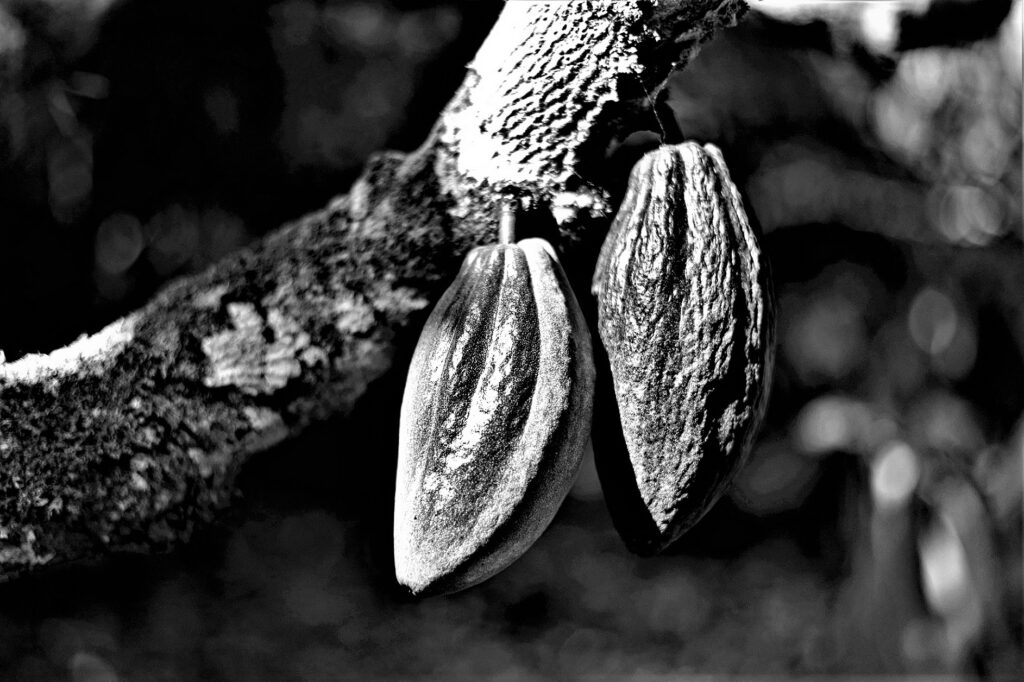 "Cabruca" - Kakaofrüchte an einem Kakaobaum (Theobroma cacao) (Bundesstaat Bahia, Brasilien) (AR 10/2023)