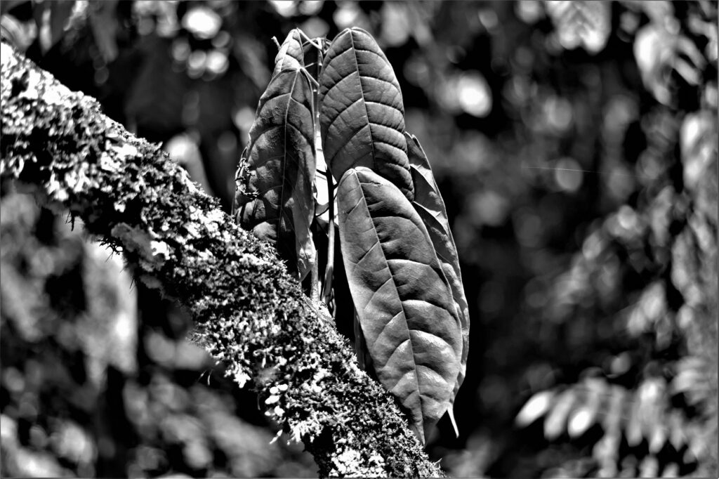 "Cabruca" - Blätter an einem Kakaobaum (Theobroma cacao) (Bundesstaat Bahia, Brasilien) (AR 10/2023)