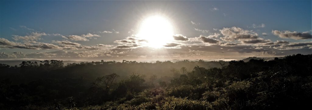 In den Tropen, einer Region mit dauerhaft feuchtem und warmem Klima, finden sich die bedeutendsten Urwälder der Erde – die tropischen Regenwälder. Diese Wälder zeichnen sich durch ihren immergrünen Charakter und ihre hohe Biomasse aus. Sie bestehen aus dichten Laubwaldgebieten, die von Bodenschichten bis hin zu Baumkronen reichen und als „Stockwerkbau“ bezeichnet werden (Mata Atlantica, Bahia, Brasilien) (AR 09/2023)