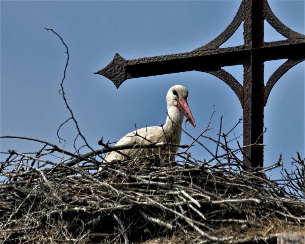 Junger Weißstorch (Ciconia ciconia) / Meilendorf (Sachsen-Anhalt) (AR 05/2024)