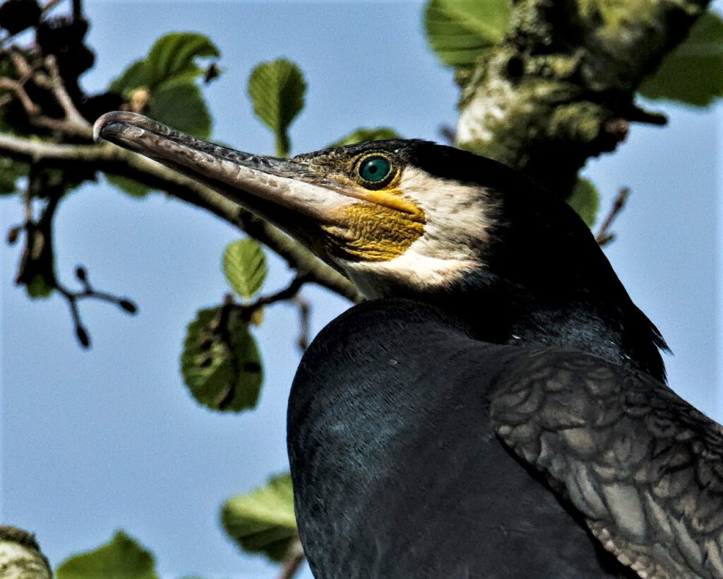 Der Große Kormoran (Phalacrocorax carbo), Nonnensee (Rügen) (AR 05/2024)