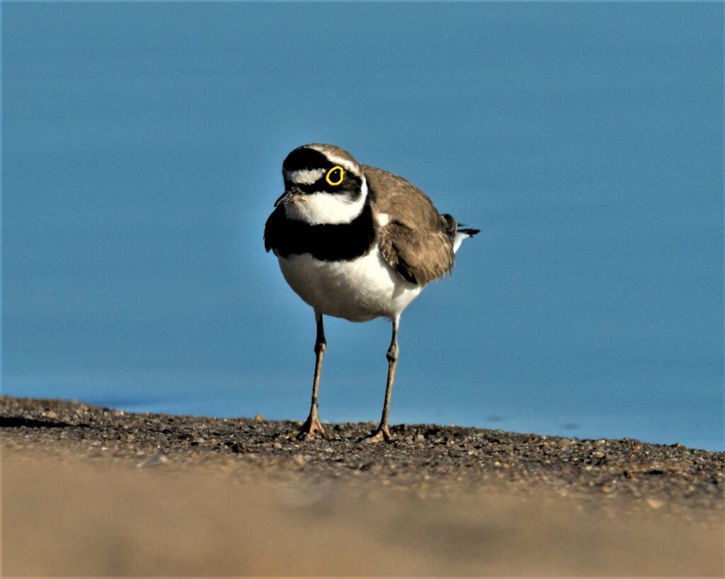 Ein Flussregenpfeifer (Charadrius dubius) im Biosphärenreservat Mittelelbe, Barby (OT Breitenhagen, Sachsen-Anhalt (AR 05/2024)