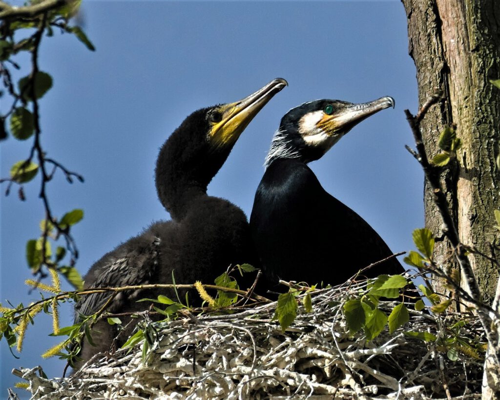 Bei einem Rundgang um den Nonnensee auf der Insel Rügen sind mir zwei Jung-Kormorane aufgefallen, die einen sichtbaren Unterschied im Entwicklungszustand aufweisen: Der Jungvogel mitte hat noch ein „flauschiges“ Federkleid und auch sein Schnabel ähnelt eher dem eines „Frischlings“. Dagegen der Jungvogel rechts sieht mit erster Befiederung schon sehr „erwachsen“ aus. (AR 05/2024)