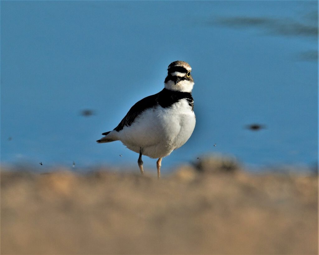 Ein Flussregenpfeifer (Charadrius dubius) im Biosphärenreservat Mittelelbe, Barby (OT Breitenhagen, Sachsen-Anhalt (AR 05/2024)