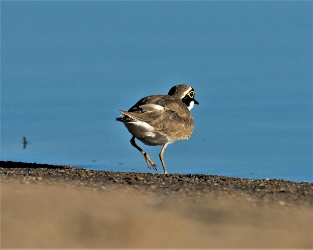 Ein Flussregenpfeifer (Charadrius dubius) im Biosphärenreservat Mittelelbe, Barby (OT Breitenhagen, Sachsen-Anhalt (AR 05/2024)